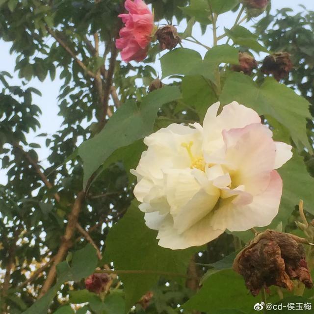 成都市花为什么是芙蓉花