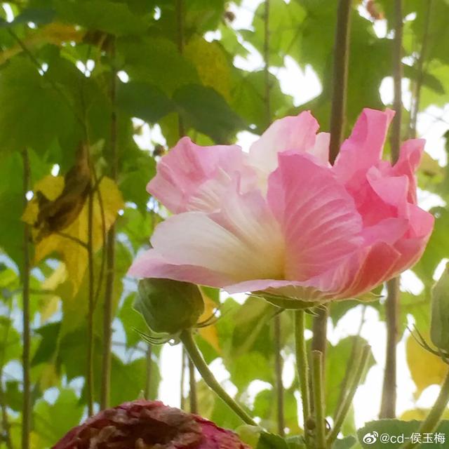 成都市花为什么是芙蓉花