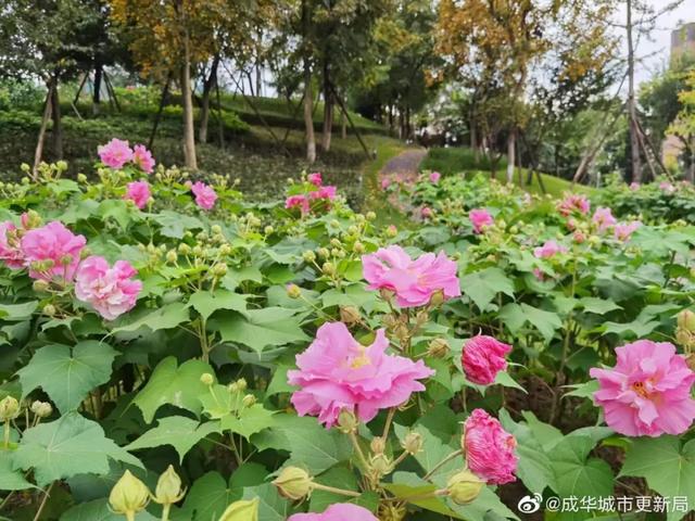 成都市花为什么是芙蓉花