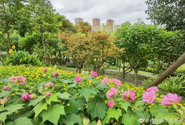 成都市花为什么是芙蓉花