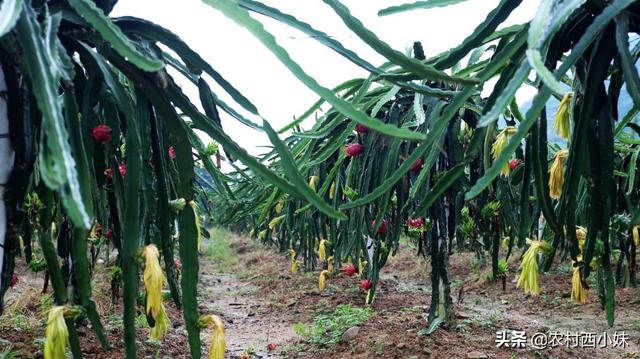 红心火龙果种植方法