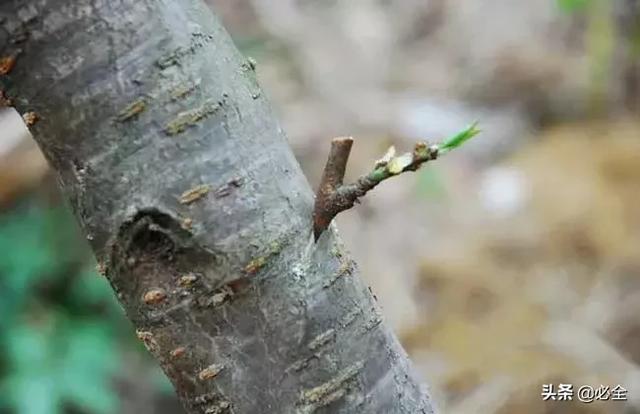 果树嫁接方法和时间