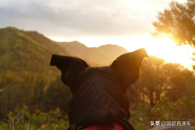 北京宠物寄养中心地址