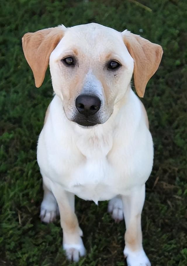 大型犬品种大全