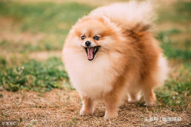 博美犬吃什么(博美犬吃什么食物最好)