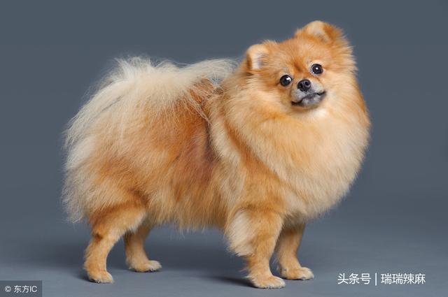 博美犬吃什么(博美犬吃什么食物最好)