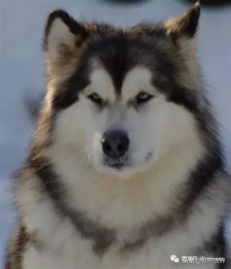 阿拉斯加雪橇狗的图片