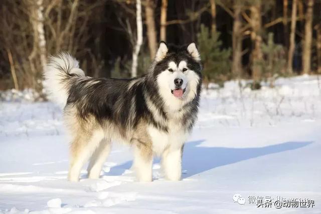 阿拉斯加雪橇狗的图片