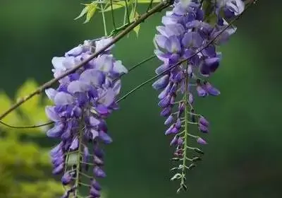 含羞草的花语和寓意