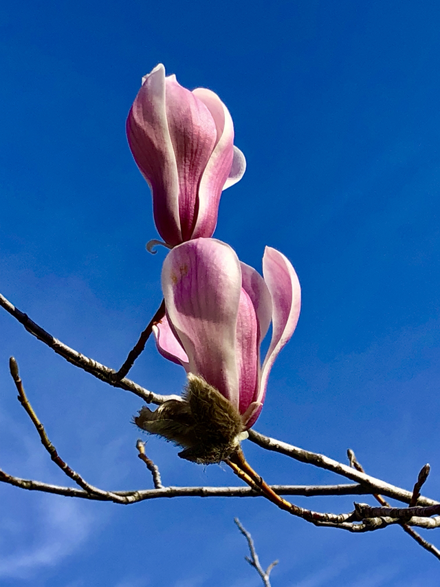 玉兰花的特点是什么呢