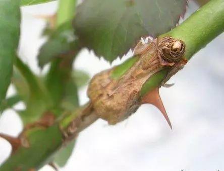 花中皇后指的是什么花