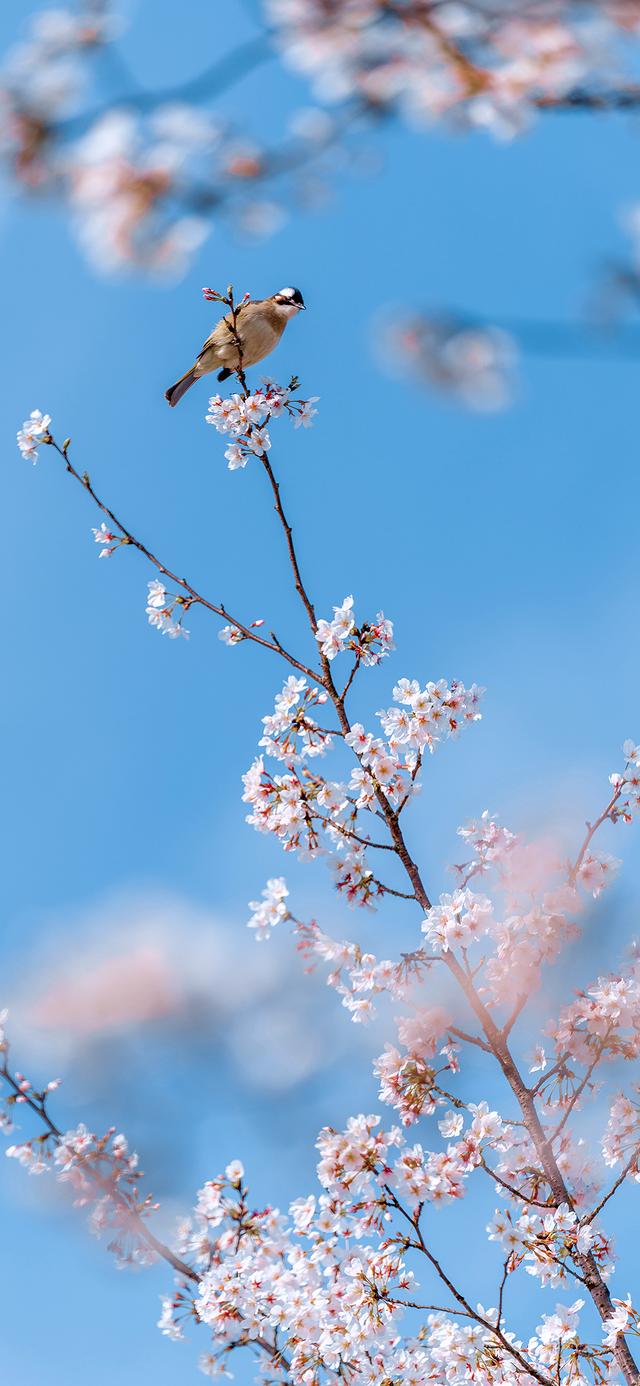 樱花的图片大全