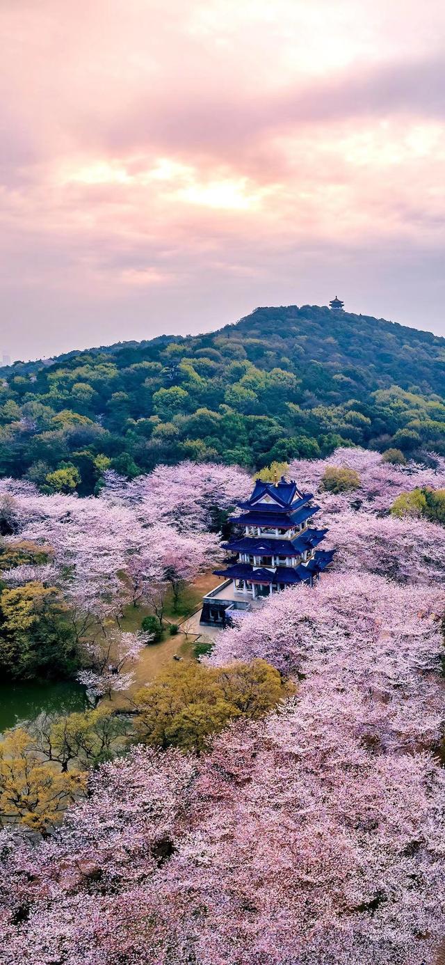 樱花的图片大全