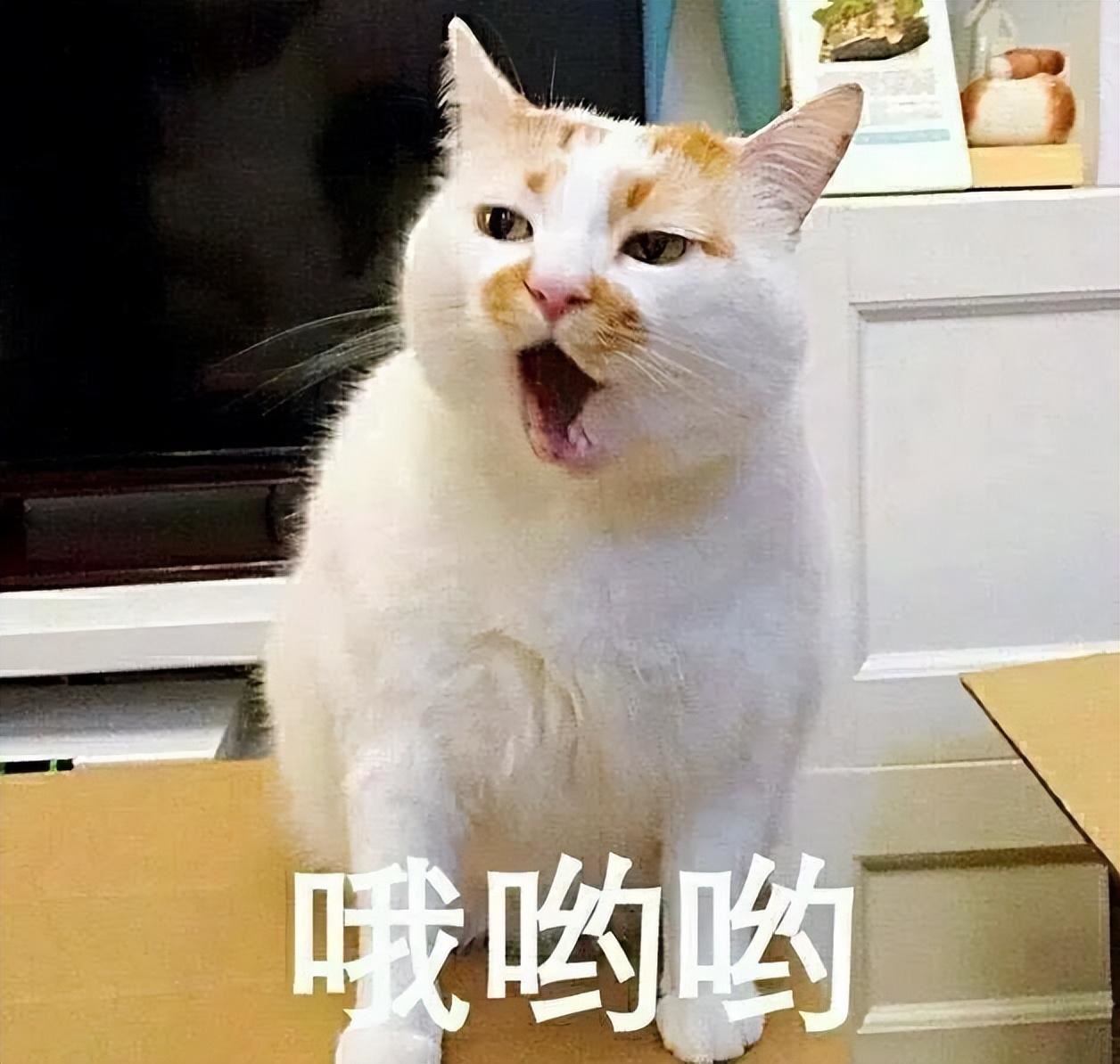 奶猫刚断奶，要吃猫奶糕吗？离乳期这样吃，不仅省钱，营养更丰富