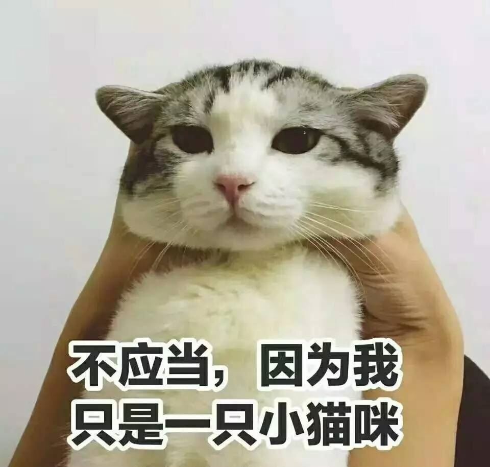 猫咪一吃肉就便秘？教你通便妙招，放心吃肉肉