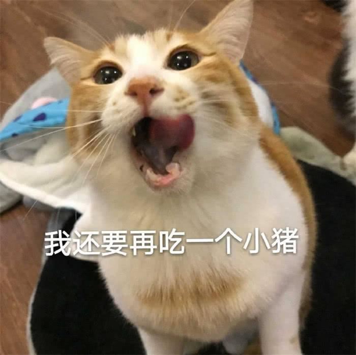 猫咪一吃肉就便秘？教你通便妙招，放心吃肉肉