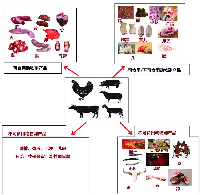 猫咪一吃肉就便秘？教你通便妙招，放心吃肉肉