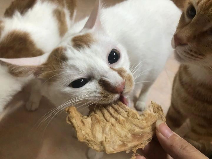 猫：如何区分零食罐和主食罐头？收藏这张对照表，再也不会买错了