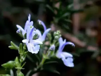 含羞草的花语和寓意