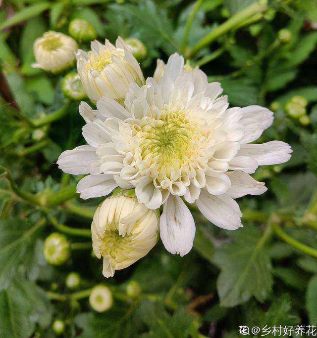 菊花代表什么象征意义