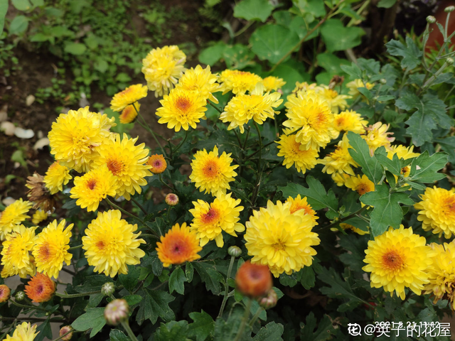 菊花代表什么象征意义