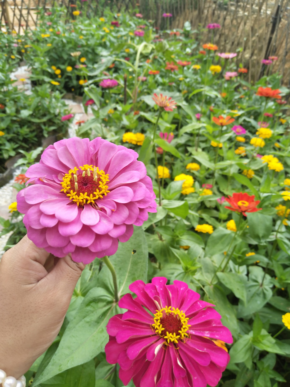 百日菊种子种植时间