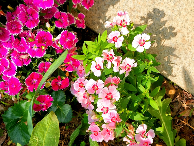 百日菊种子种植时间