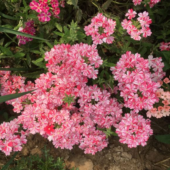 百日菊种子种植时间