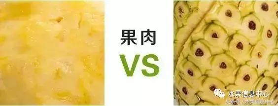 菠萝长在哪里图片