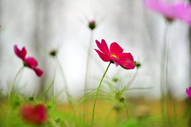 波斯菊怎么种植