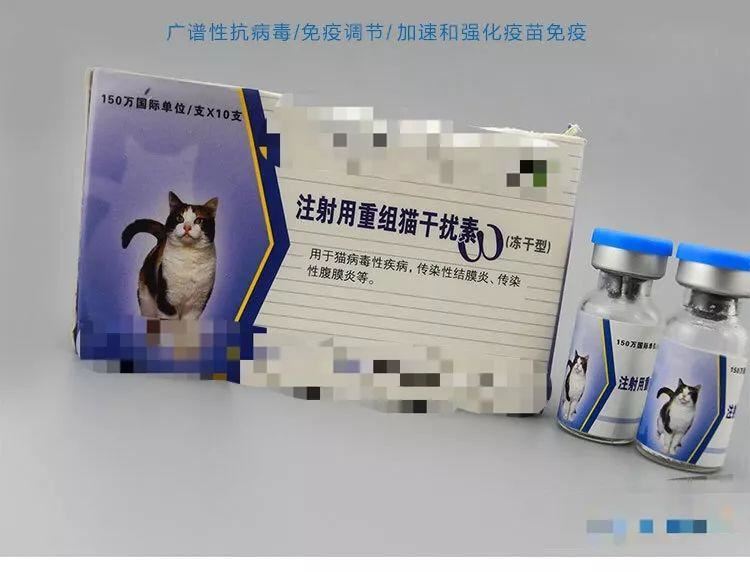 猫感冒猫鼻支你还傻傻分不清吗？怎么对付猫鼻支呢？