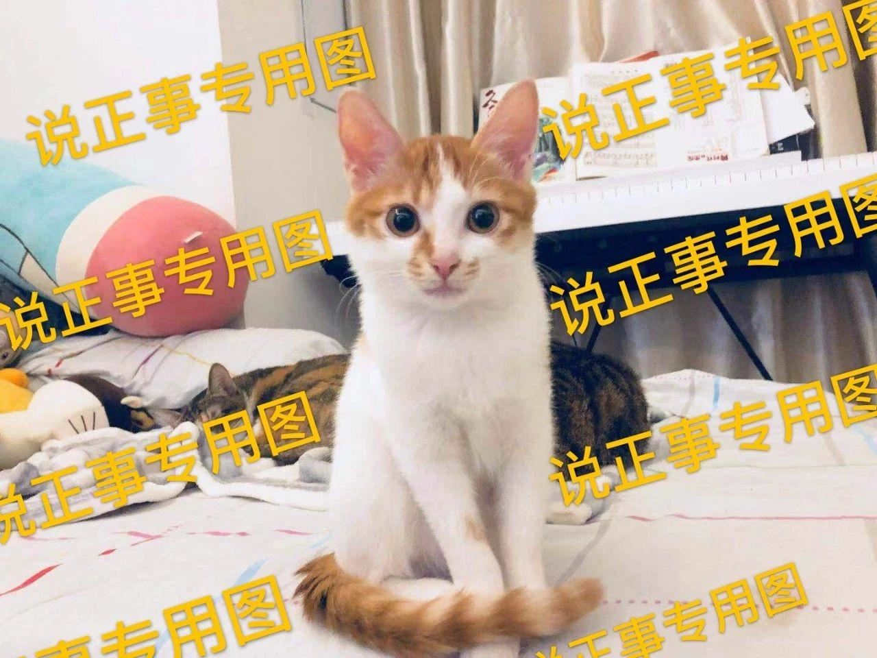 猫感冒猫鼻支你还傻傻分不清吗？怎么对付猫鼻支呢？