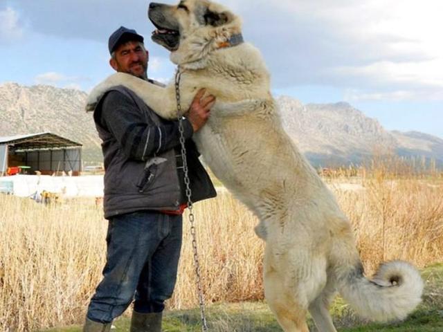 坎高犬图片大全