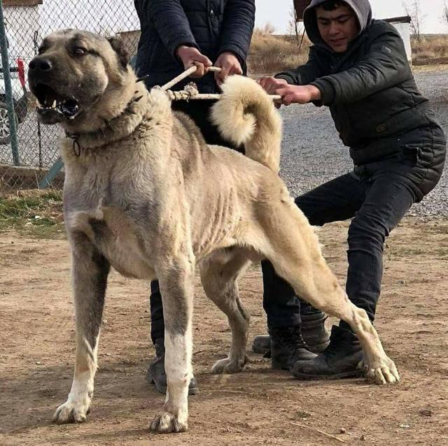 坎高犬图片大全