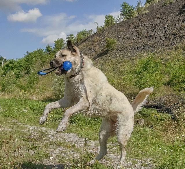 坎高犬图片大全