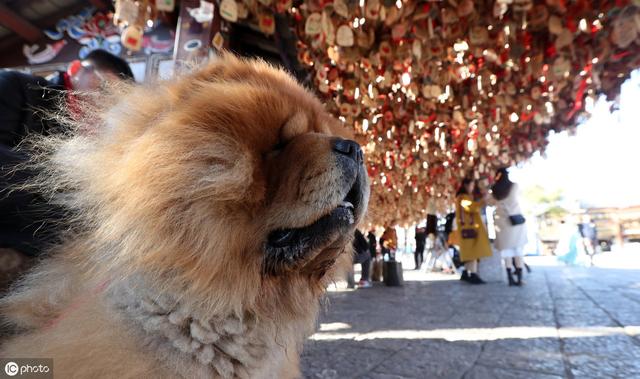 纯种松狮犬多少钱一只