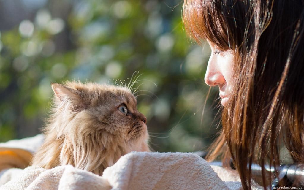 能给人带来福气的猫咪，都有这几种特征