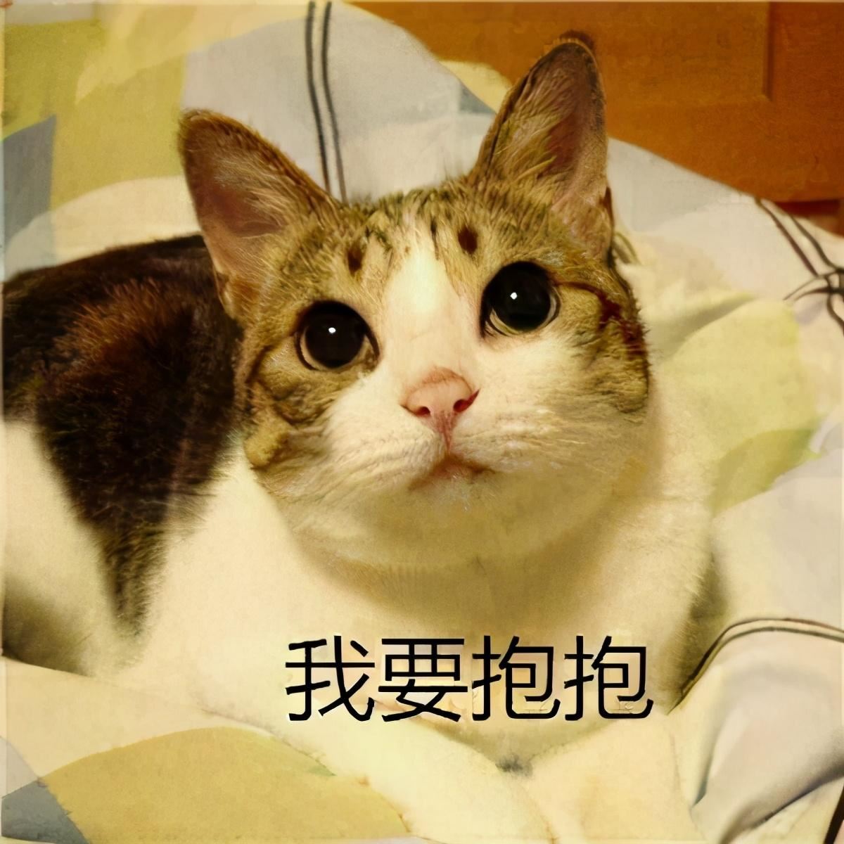 养猫的快乐有6级，你在第几级？