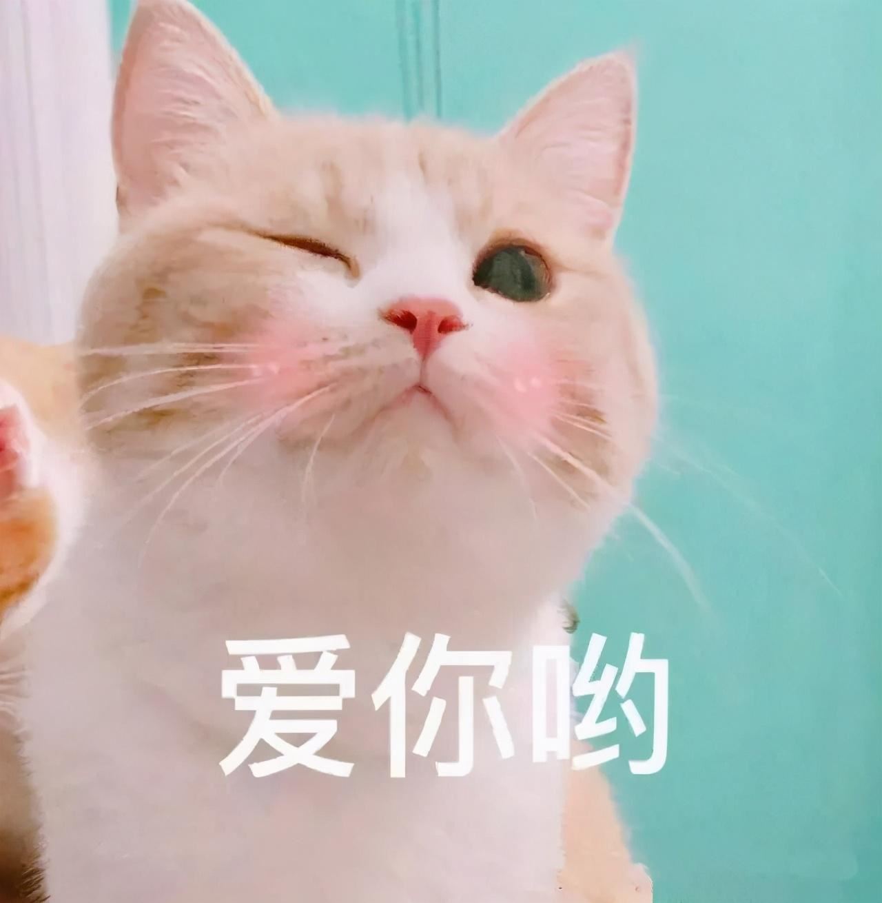 长期喂这几种水，猫咪的身体会“坏掉”的