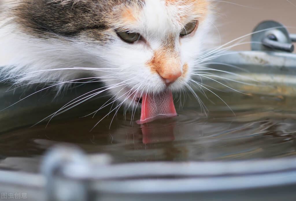 长期喂这几种水，猫咪的身体会“坏掉”的