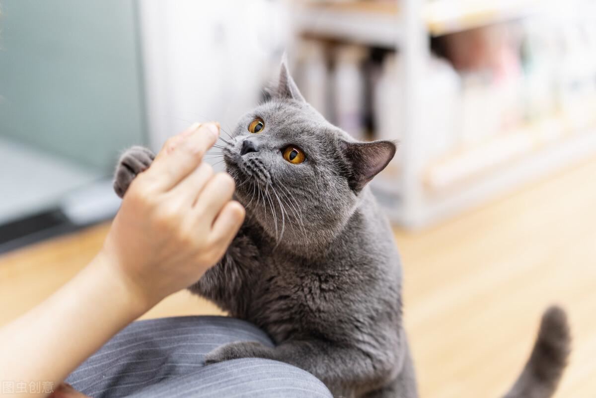 在蓝猫眼里，这几种食物才是“人间美味”