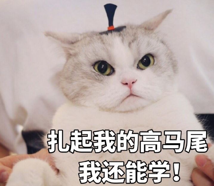 纯种猫和串串猫，哪个更好养？