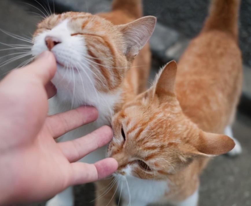 猫咪舔你是喜欢你？其实你错了很多年