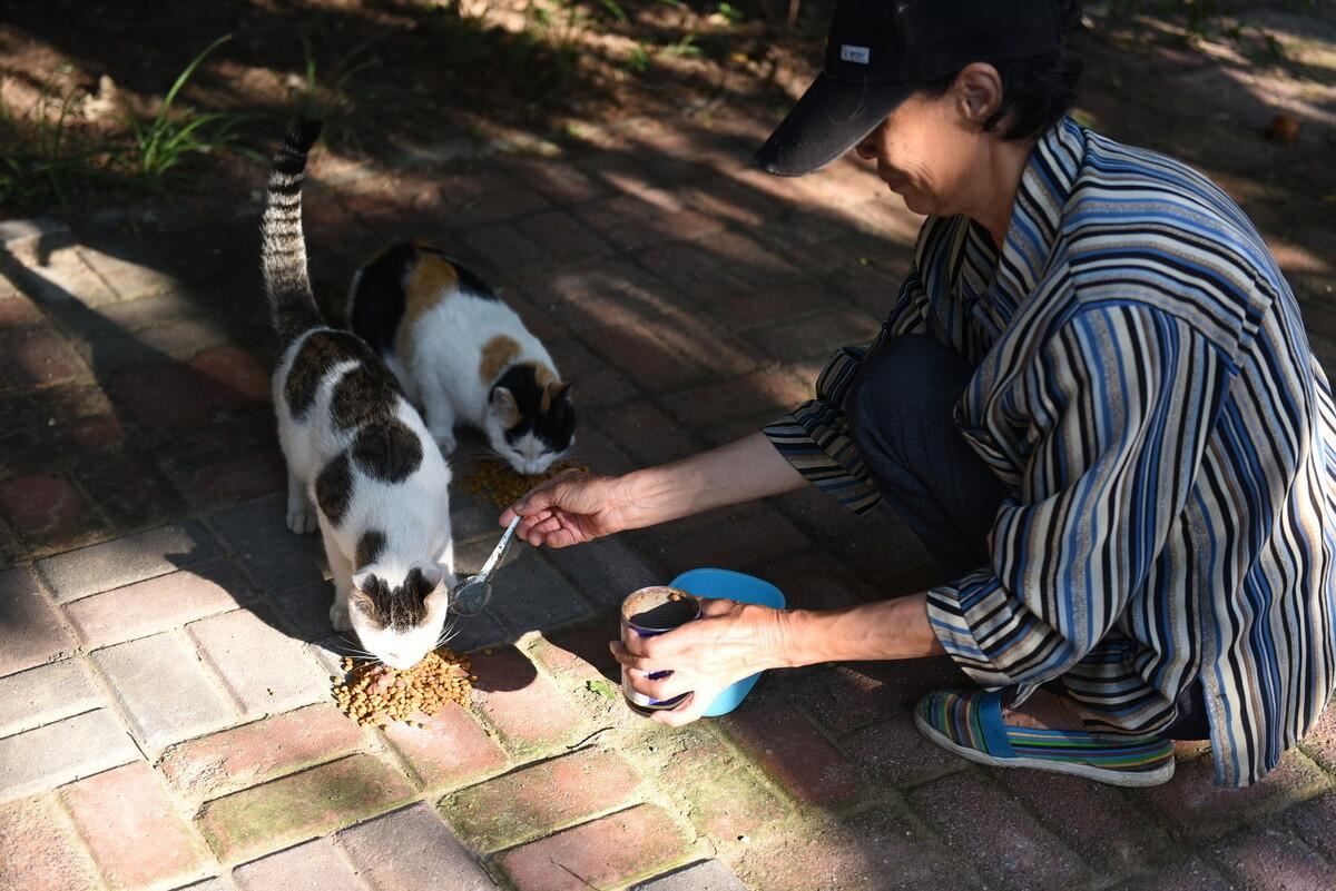 被宠主惯坏的猫咪，都有这些恶习，你家猫有吗？