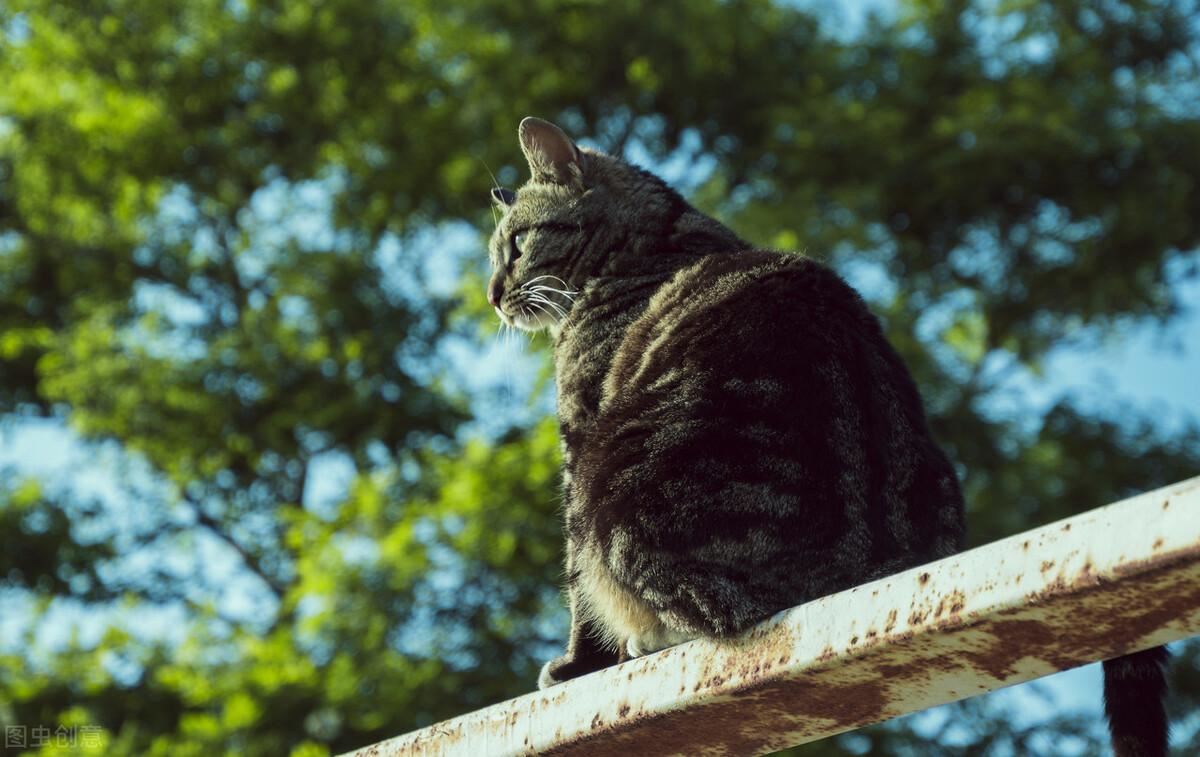 狸花猫：堪称最好养的猫，养一只不后悔