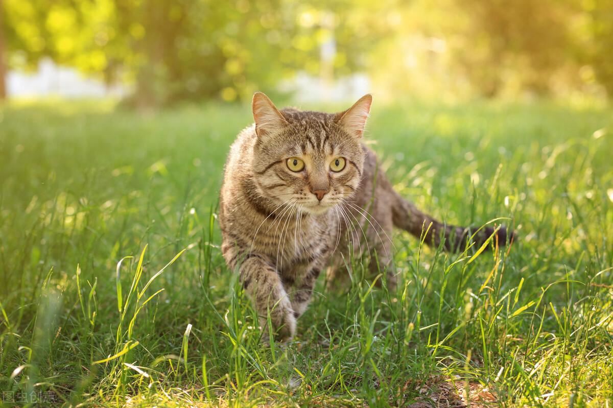 狸花猫：堪称最好养的猫，养一只不后悔