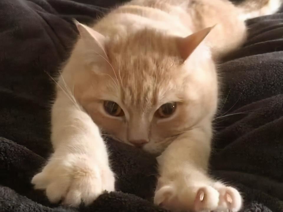 狸花猫：堪称最好养的猫，养一只不后悔