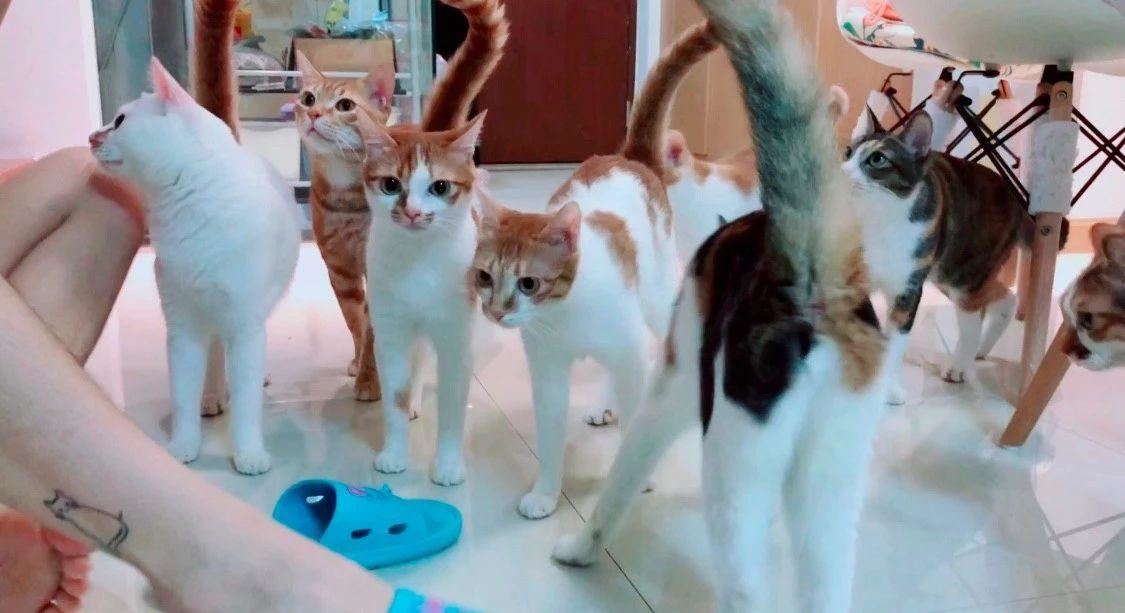 OMG！猫咪眼里看到的我是绿色的？！猫有点瞎，快保护它的视力