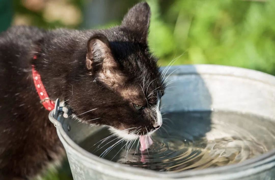 辟谣：猫咪吃盐会掉毛or得病？No！适当摄入反倒有好处