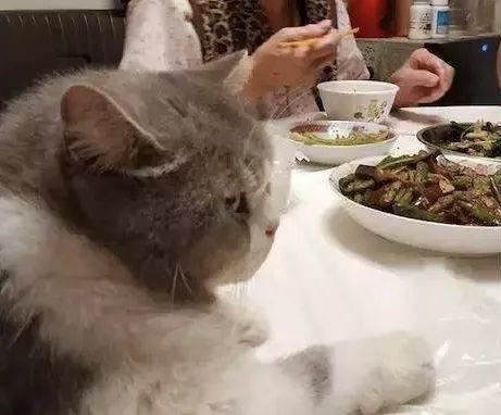 辟谣：猫咪吃盐会掉毛or得病？No！适当摄入反倒有好处